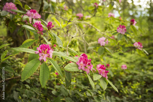 Wild rhododendrons fill the forest in the Pacific Northwest during the springtime