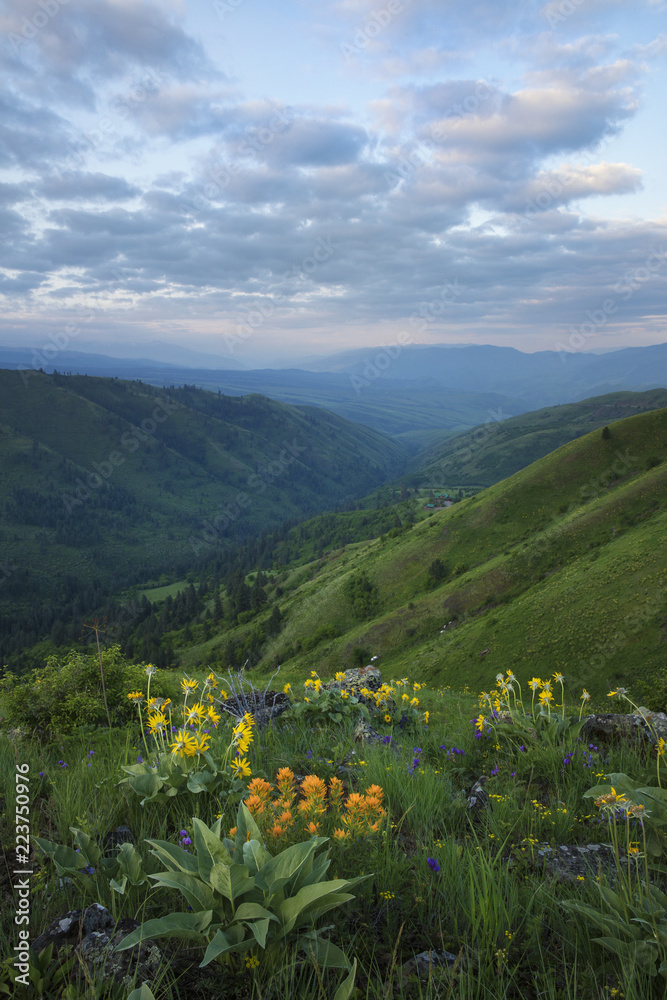 Wildflowers line green hills in the white bird pass, Idaho
