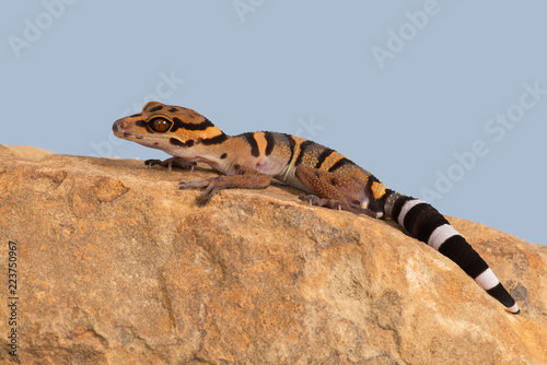 Vietnamese Cave Gecko (Goniurosaurus araneus)/Vietnamese Cave Gecko basking on smooth rock