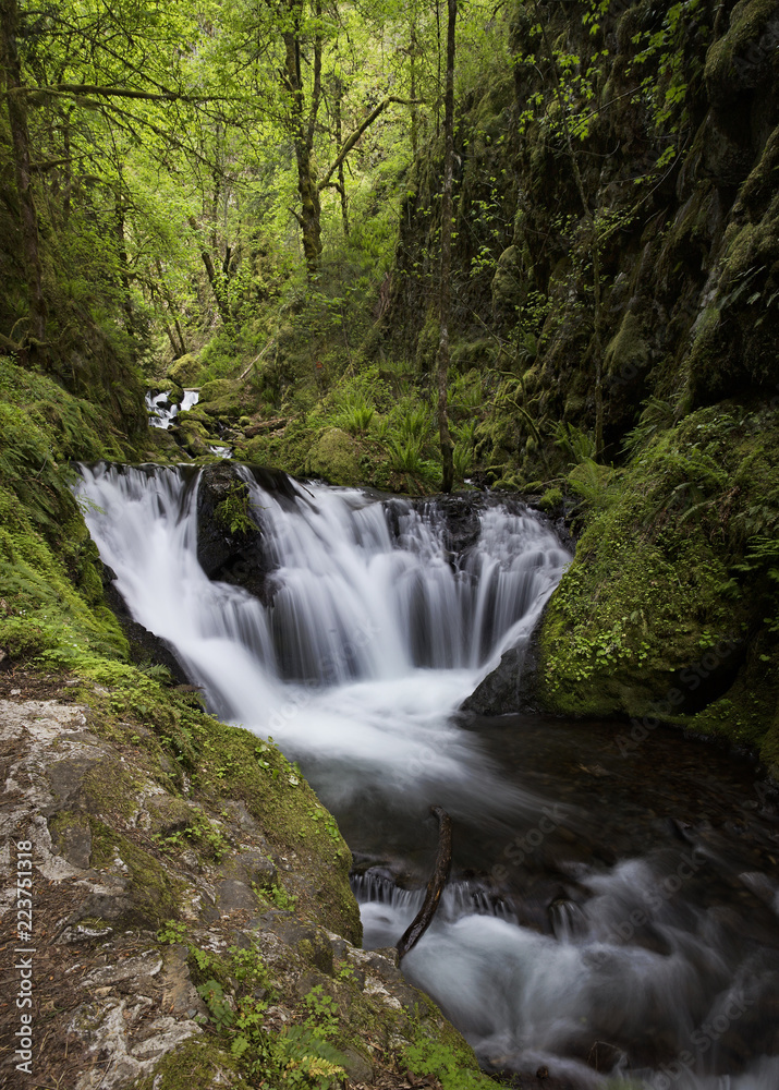 Waterfalls flowing through ancient forest in the Pacific Northwest