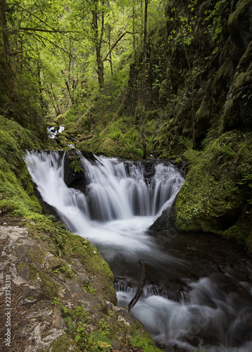 Waterfalls flowing through ancient forest in the Pacific Northwest
