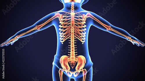 3d illustration of human body skeleton anatomy 