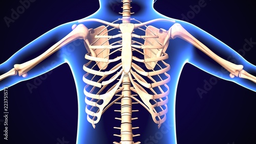 3d illustration of Slipping rib syndrome: Causes, treatment, and diagnosis 