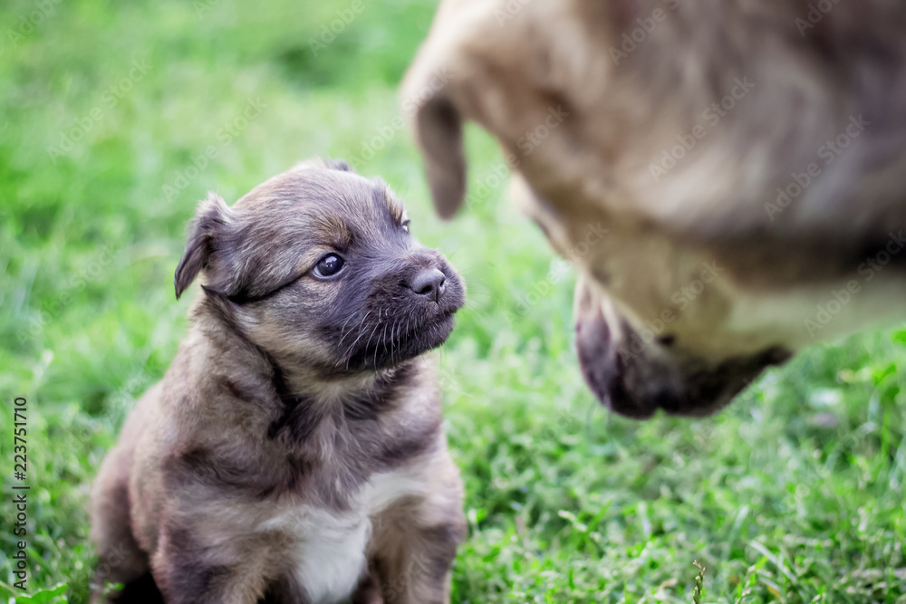 Small dog near big. Puppy looks with confidence on a big dog. Great dog threatens the little one_