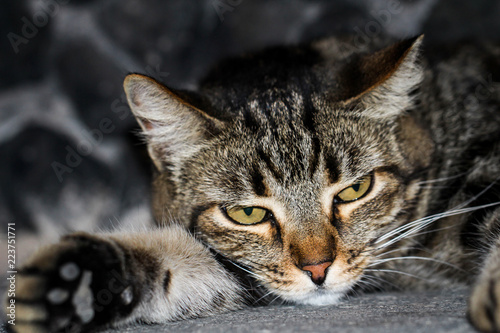 Wallpaper Mural Portrait einer Katze  Torontodigital.ca