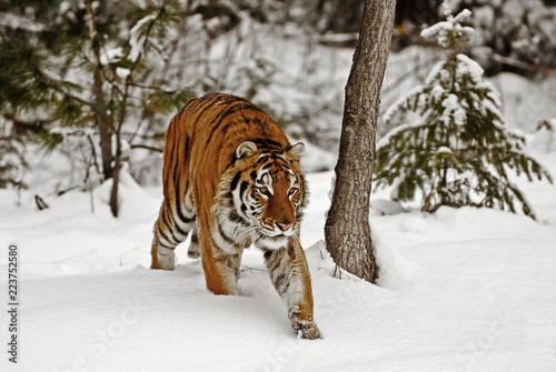 Tiger Hunrting in the Snow