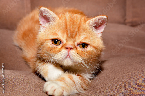 Foto Little kitten exotic breed color red marble lying on the couch