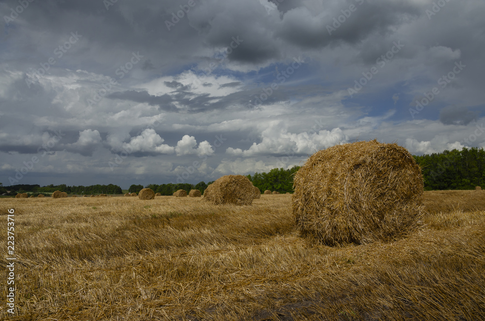 Straw bales in empty field after harvesting time on a background of dark dramatic clouds in overcast sky. Summer country scene.Tula region,Russia.