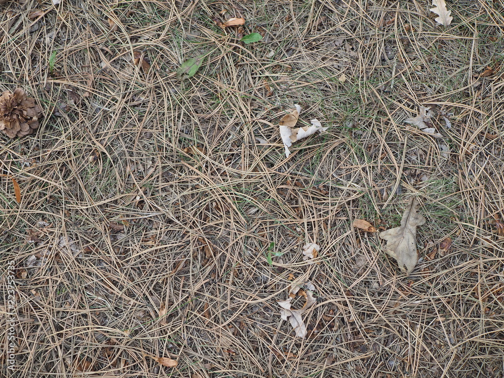 Great background texture of natural fir needles Great background texture of natural fir needles