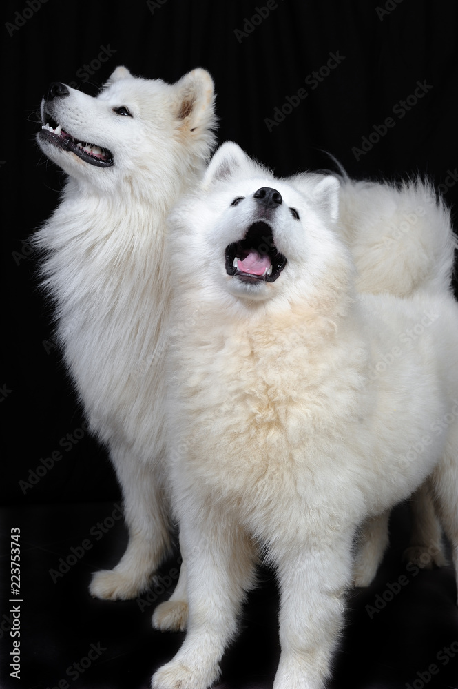 two fluffy Samoyed dogs / two Samoyed dog in a black background; the Samoyed is a breed of large herding dog, from the spitz group, with a thick, white, double-layer coat. two fluffy Samoyed dogs / two Samoyed dog in a black background; the Samoyed is a breed of large herding dog, from the spitz group, with a thick, white, double-layer coat.