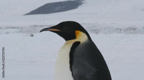 Kaiserpinguin läuft durch Antarktis
