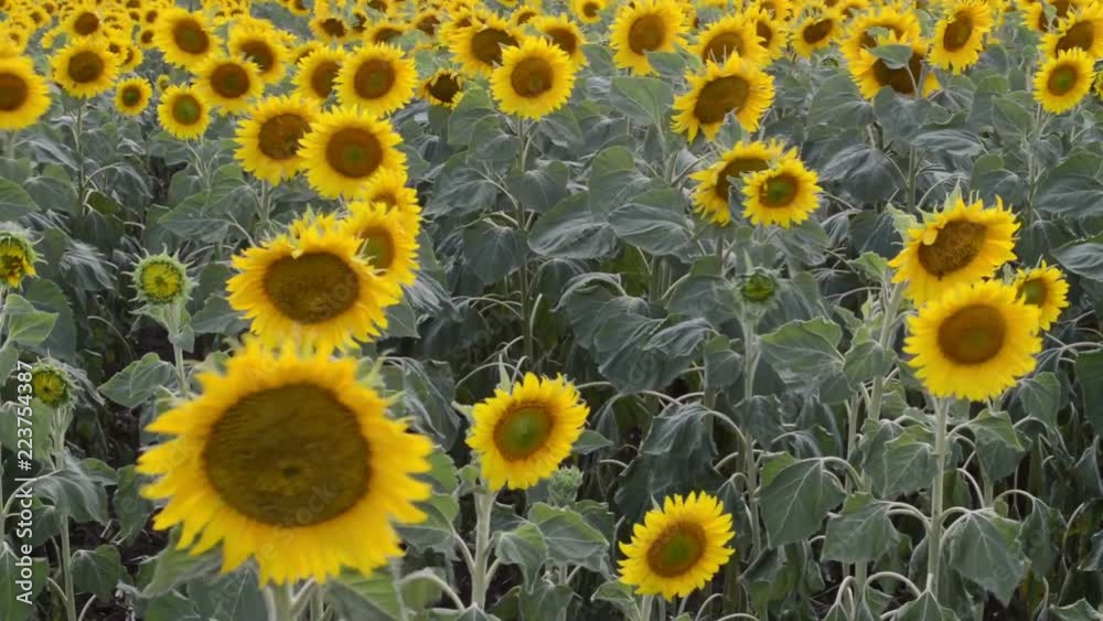 Sunflowers in full bloom dancing in the wind. Sunflowers in full bloom dancing in the wind.