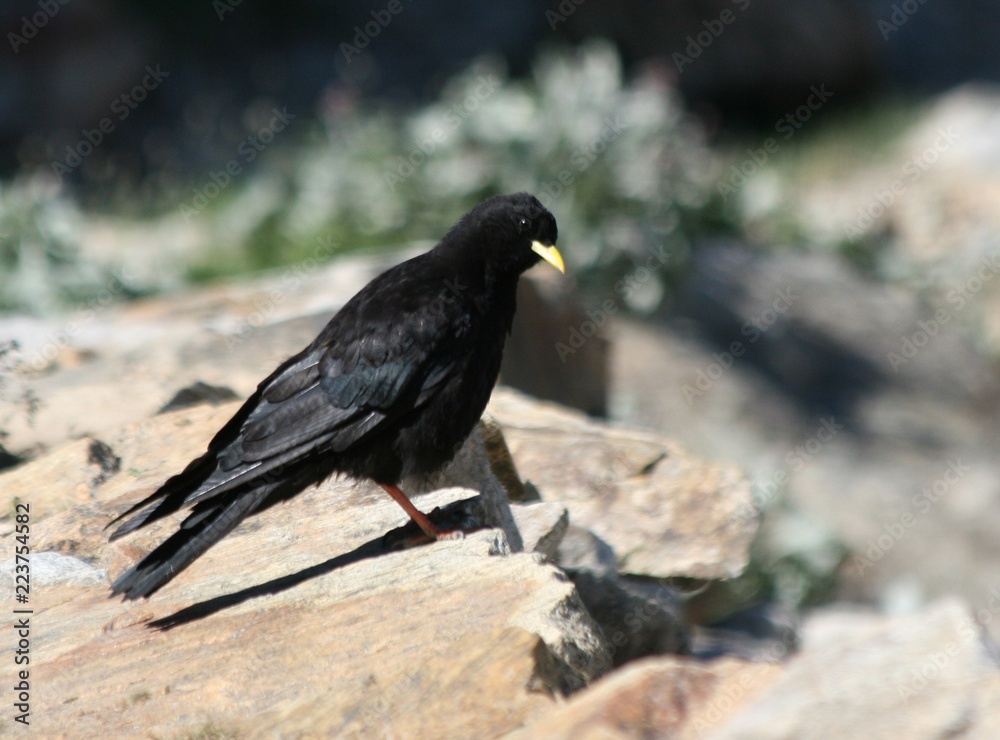 Fototapeta premium Chocard a Bec Jaune