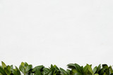 floristry minimalistic decor. green periwinkle leaves on white background. nature and plants. copyspace concept