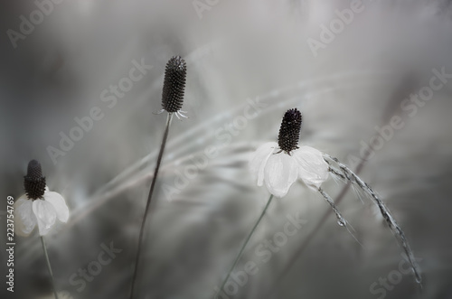 Silvery Dew Wildflowers © Susan
