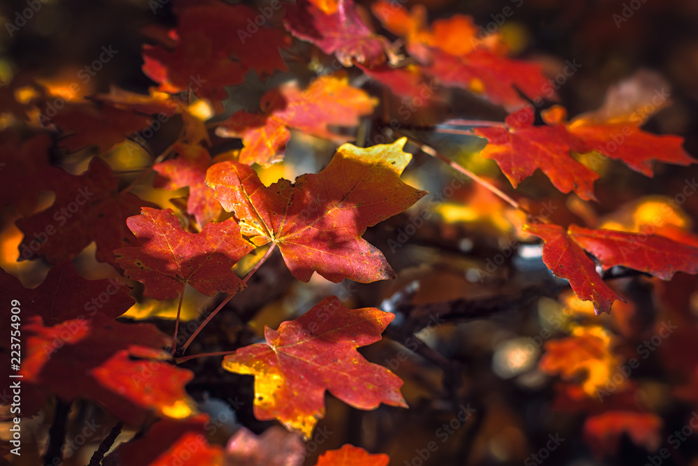 Autum Maples Autum Maples