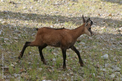 Chamois