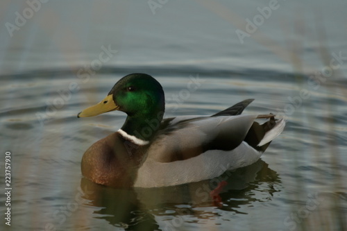 Canard