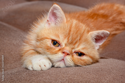 Fototapeta Naklejka Na Ścianę i Meble -  Little kitten exotic breed color red marble lying on the couch    