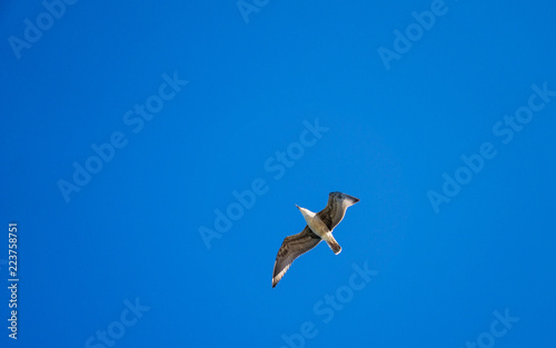 Soaring seagull in the sky