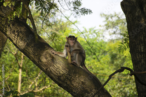 A monkey sitting on a tree in Sanjay Gandhi National Park forest located in Mumbai © AkhileshSarfare