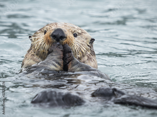 sea otter in harbor