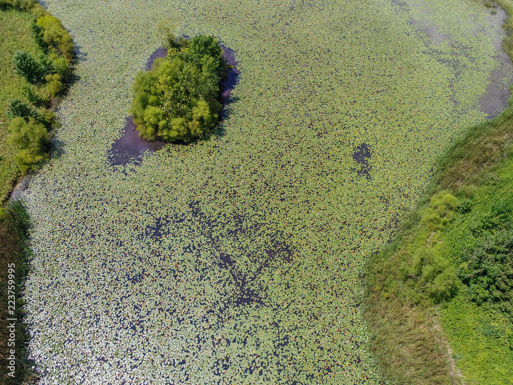 Pond full of Lilly Pads with Island