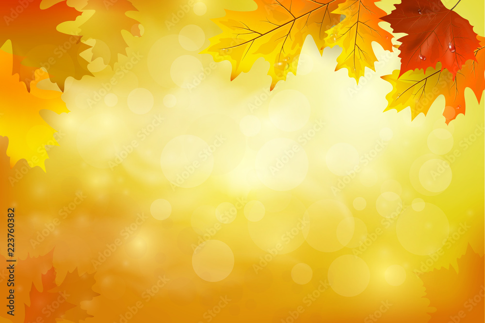  Autumn background with colorful leaves. 