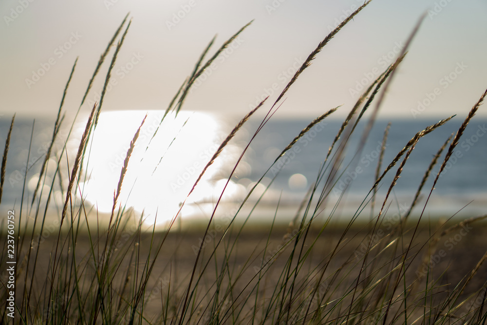Fototapeta premium Seagrass on a sunrise background