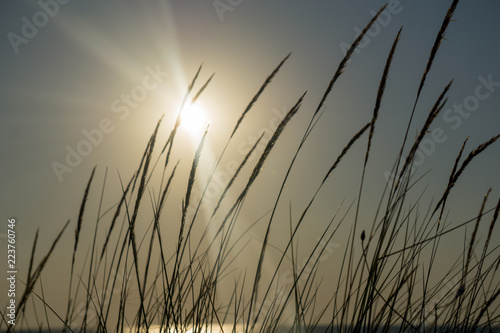 Seagrass on a sunrise background