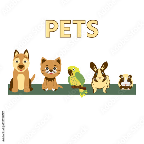 Vector colorful collection of domestic mammals, set of pets  icon. Cat, dog, rabbit, guinea pig, parrot  on white background. Pet shop concept.
