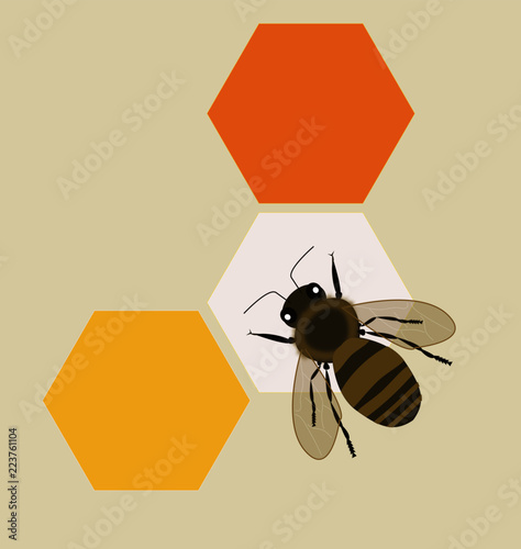 Bee minimal honey  Illustration  photo