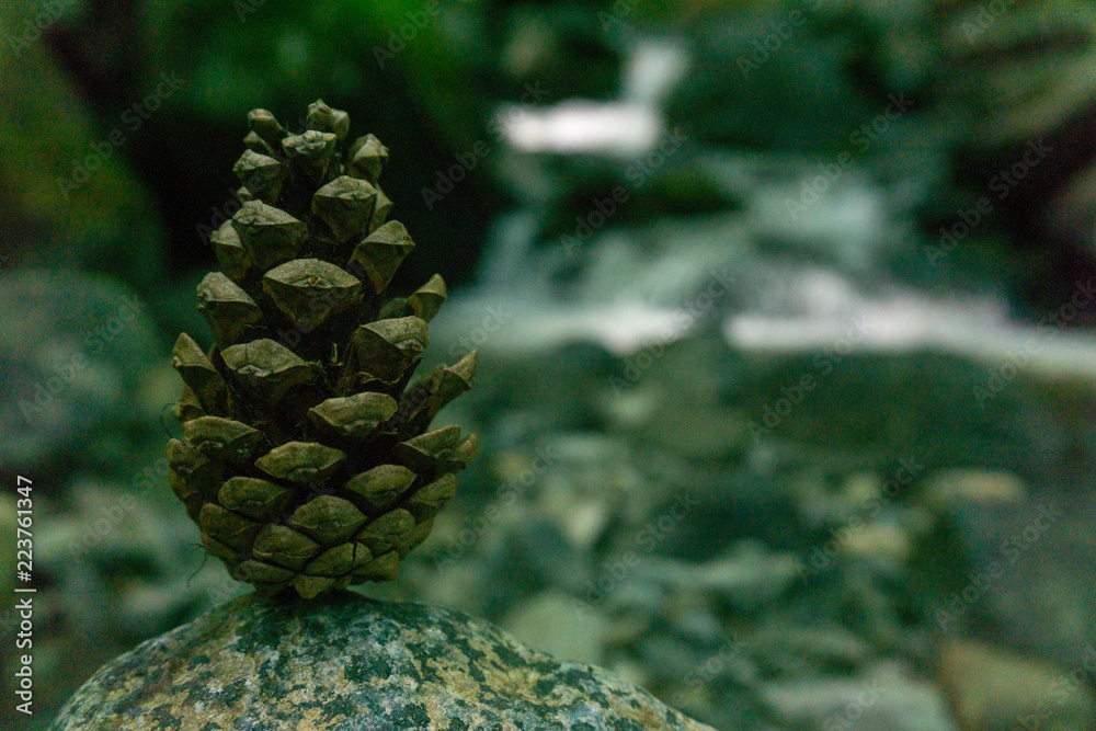 Fir cone in front of milky river