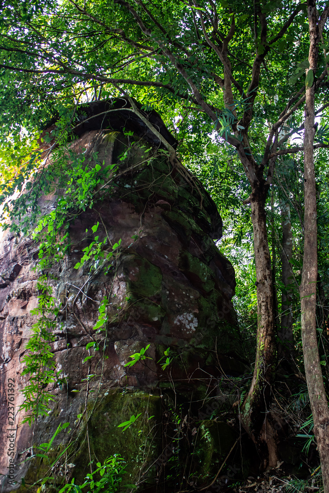 The forest interior of Phu Sing National Park, Bueng Kan Thailand.