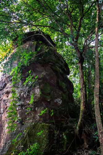 Obraz na płótnie The forest interior of Phu Sing National Park, Bueng Kan Thailand. w salonie