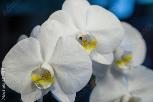 Fototapeta Naklejka Na Ścianę i Meble -  Beautiful white orchid