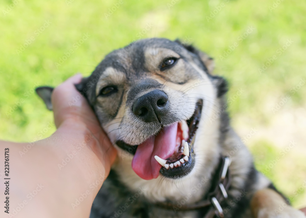 cute funny puppy put his head on his knees and caresses his pretty mouth opening in the summer garden cute funny puppy put his head on his knees and caresses his pretty mouth opening in the summer garden