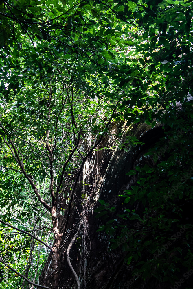 The forest interior of Phu Sing National Park, Bueng Kan, Thailand