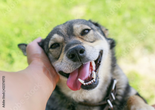 cute funny puppy put his he...