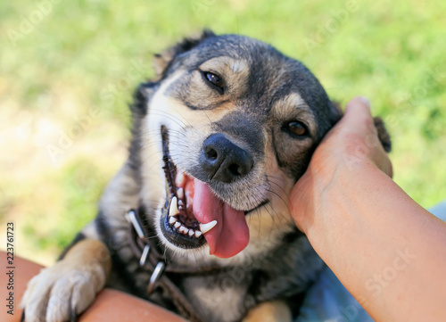 cute funny puppy put his paws on his knees and caresses his pretty mouth open in the summer garden