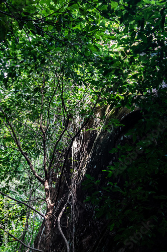 Obraz na płótnie The forest interior of Phu Sing National Park, Bueng Kan, Thailand w salonie