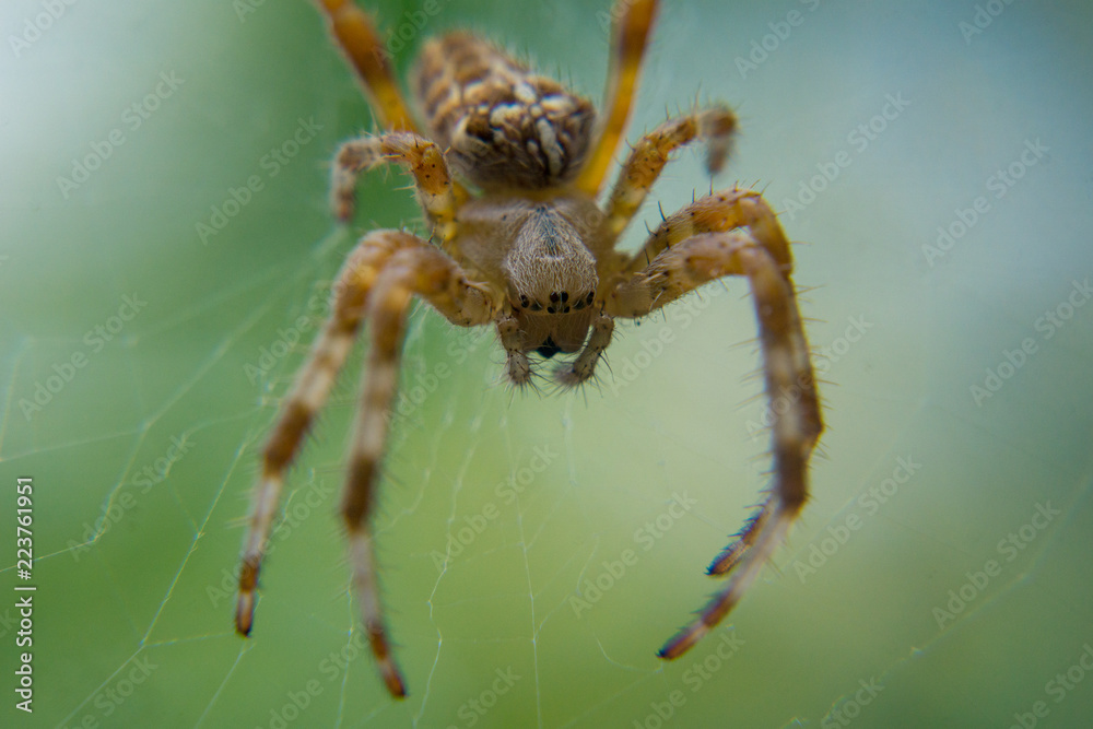 Macro spider pfotography Macro spider pfotography