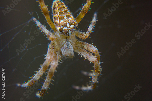 Macro spider pfotography © orgamisho