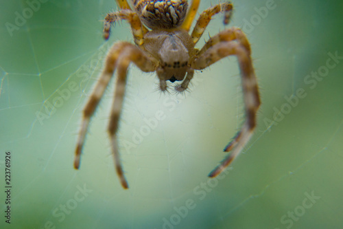 Macro spider pfotography