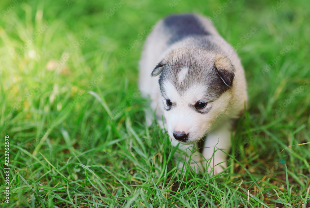 Fototapeta premium Siberian husky puppy on green grass.