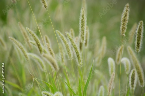 Background / Foxtail in the autumn wind