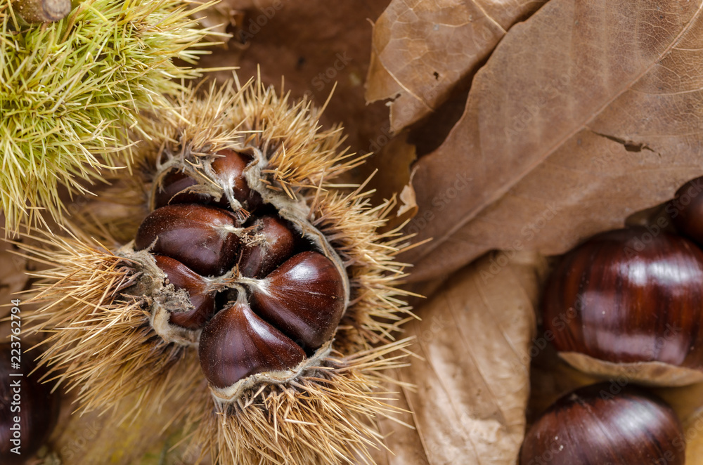 chestnuts and autumn feeling, mature chestnuts still in their husk. autumn feeling. chestnuts and autumn feeling, mature chestnuts still in their husk. autumn feeling.