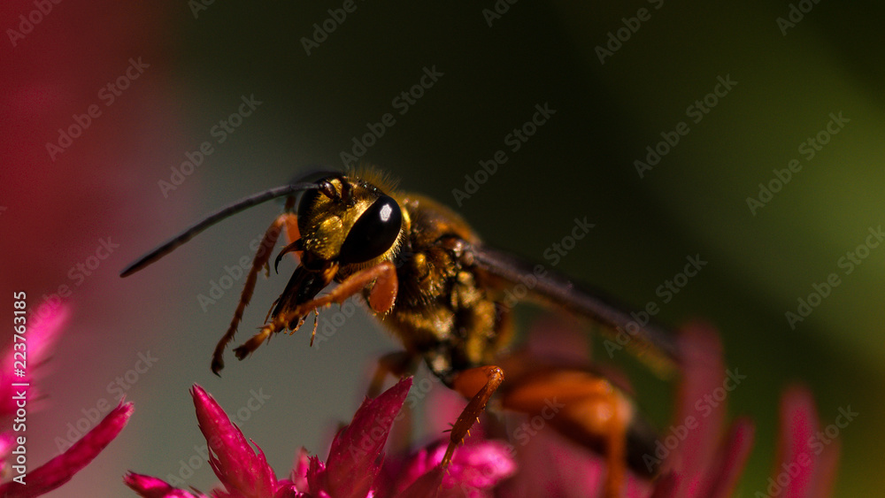 Fototapeta premium Macro Bee