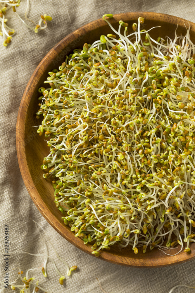 Raw Green Organic Clover Alfalfa Sprouts