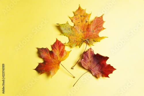 Three colorful autumn orange and red natural maple leaf isolated on white background. Top view.